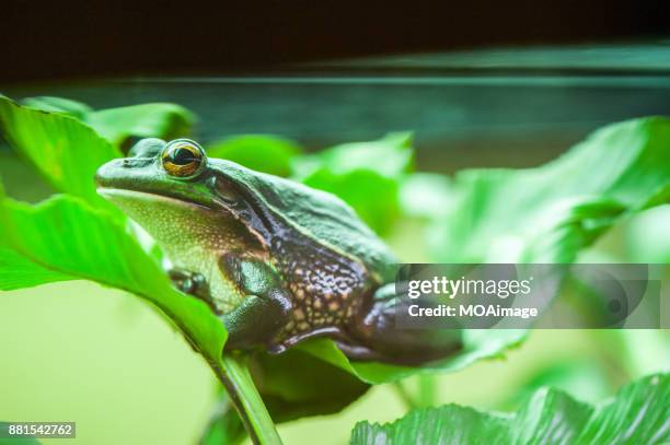 green and golden bell frog-new zealand - golden frog stock pictures, royalty-free photos & images