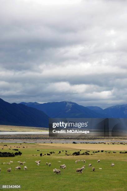 ranch in south island new zealand - new zealand cow foto e immagini stock