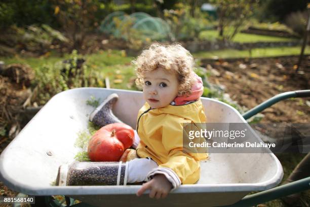 a 2 years old girl in a 	wheelbarrow - side view vegetable garden stock pictures, royalty-free photos & images