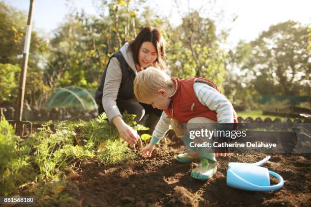 a 3 years old boy and his mum are gardening - french garden stock-fotos und bilder