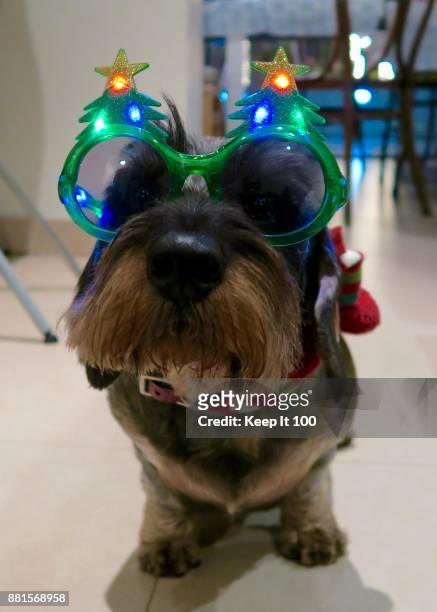 portrait of dog wearing christmas tree novelty sunglasses for christmas celebrations - dachshund christmas - fotografias e filmes do acervo
