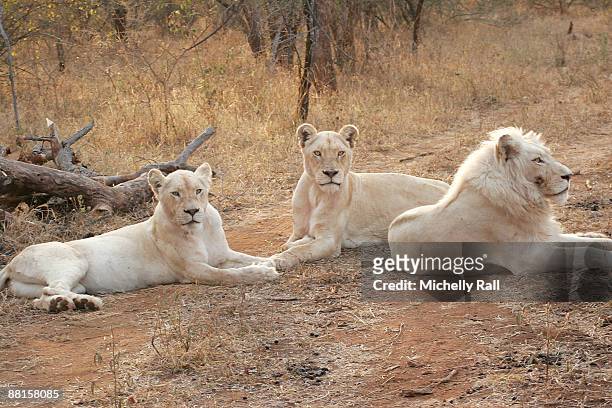 Pride of extremely rare white lions, dubbed "The Royal Family", are ready for release into the wild on June 2, 2009 in Johannesburg, South Africa....