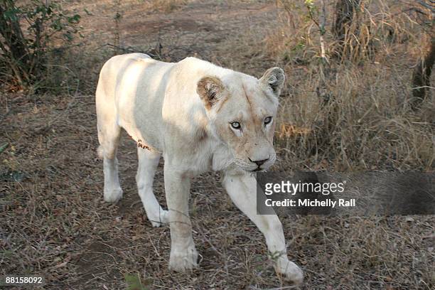 Pride of extremely rare white lions, dubbed "The Royal Family", are ready for release into the wild on June 2, 2009 in Johannesburg, South Africa....