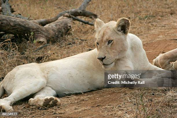 Pride of extremely rare white lions, dubbed "The Royal Family", are ready for release into the wild. Queen Marah and her three cubs Regeus, Letaba...