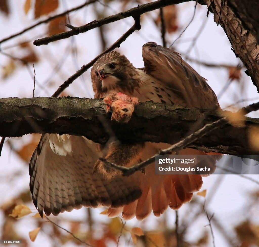 Close-up of a feeding Red-tailed Hawk (Buteo jamaicensis )