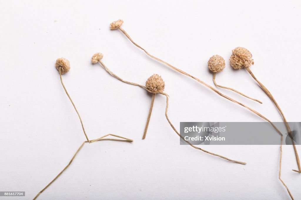 Chinese medicine Buerger Pipewort Flower Flos Eriocauli studio shot
