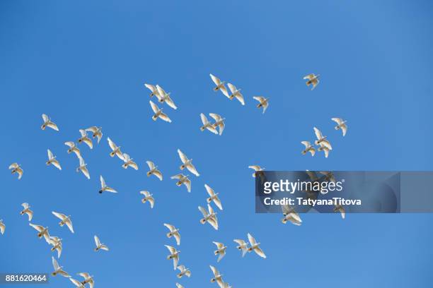 a flock of white doves against the blue sky - white pigeon stock-fotos und bilder