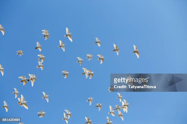 a flock of white doves against the blue sky - white pigeon stock pictures, royalty-free photos & images