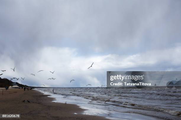 baltic seascape with seagulls and clouds - lettland landschaft stock-fotos und bilder