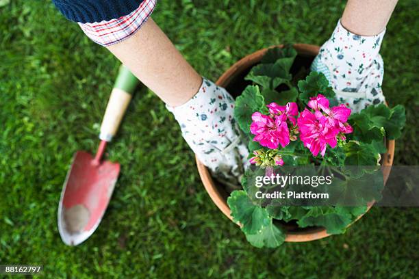 the hands of a woman setting a flower in a pot. - flower pot overhead stock pictures, royalty-free photos & images