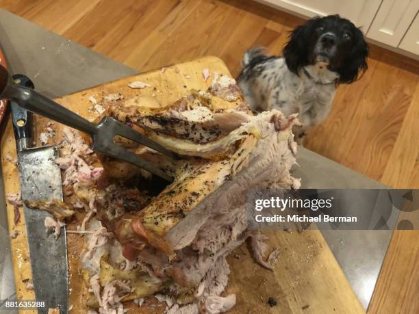 thanksgiving - dog turkey stock pictures, royalty-free photos & images