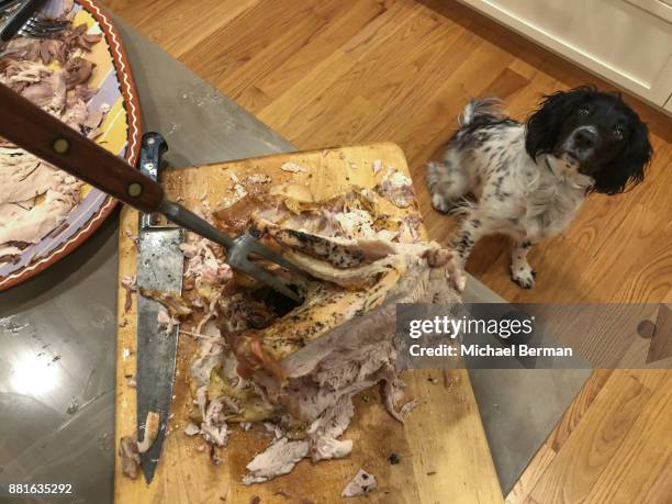thanksgiving - thanksgiving dog stockfoto's en -beelden