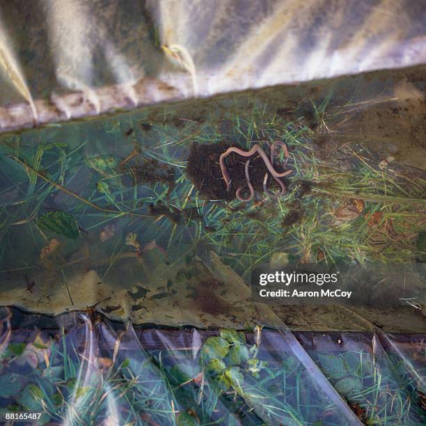 Compost Heap Insects 185 Compost Bugs Stock Photos, High-Res Pictures, and Images - Getty Images