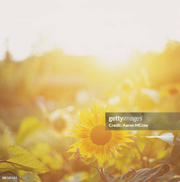 sunflowers - helianthus stock-fotos und bilder