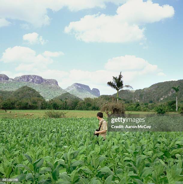 "tourist in tobacco field , vinales , cuba" - vinales cuba stock pictures, royalty-free photos & images