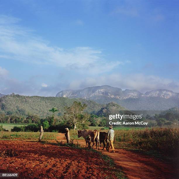 "farmer with oxen , vinales , cuba" - vinales cuba stock pictures, royalty-free photos & images