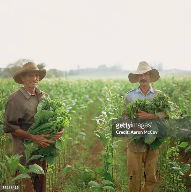 "farmers holding tobacco leaves , vinales , cuba" - tobacco workers stockfoto's en -beelden