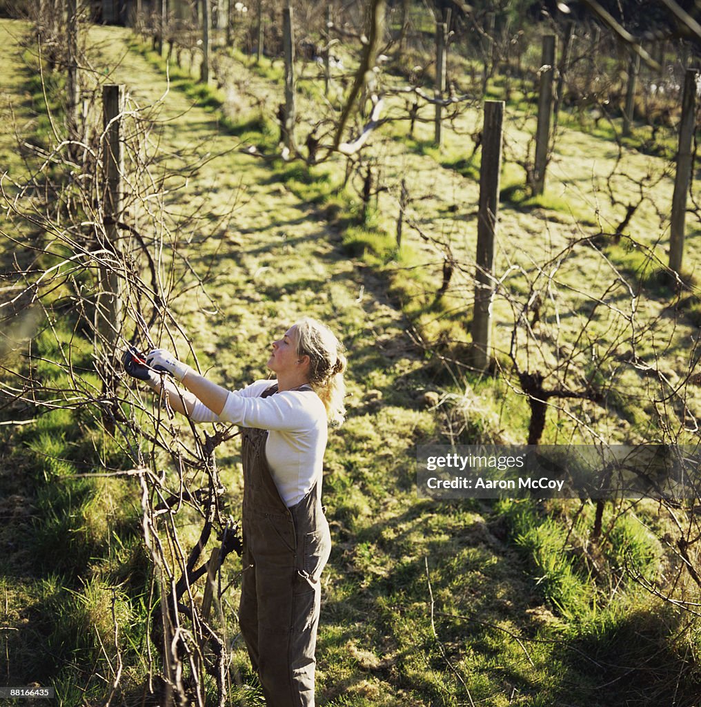 Woman pruning grapevines