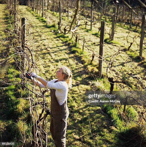 woman pruning grapevines - wijnbouw stockfoto's en -beelden