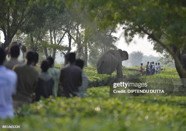 Indian villagers look on as a herd of 46 wild elephants walk through the Gangaram Tea Garden, some 38 km from Siliguri on November 29, 2017. Asian...