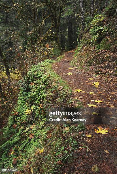 "trail , eagle creek , columbia river gorge national scenic area , oregon" - eagle creek trail stockfoto's en -beelden