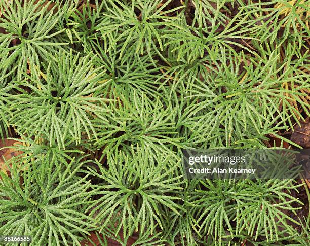 club moss - lycopodiaceae stock pictures, royalty-free photos & images