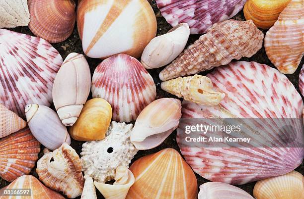 seashells - limpet - fotografias e filmes do acervo