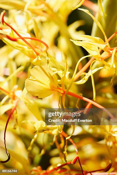 ginger blossom - hedychium gardnerianum stock pictures, royalty-free photos & images