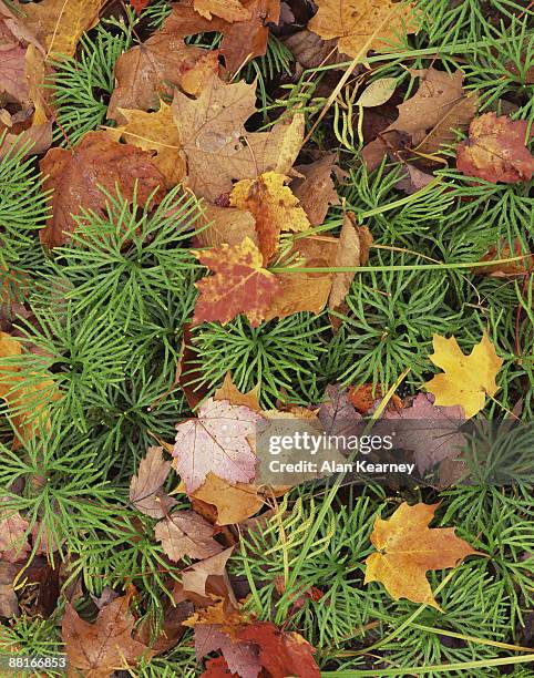 maple leaves on moss , lost river gorge , white mountains , new hampshire - lost river film stock-fotos und bilder