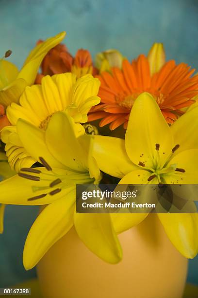 colorful flowers in vase - asiatic lily - fotografias e filmes do acervo