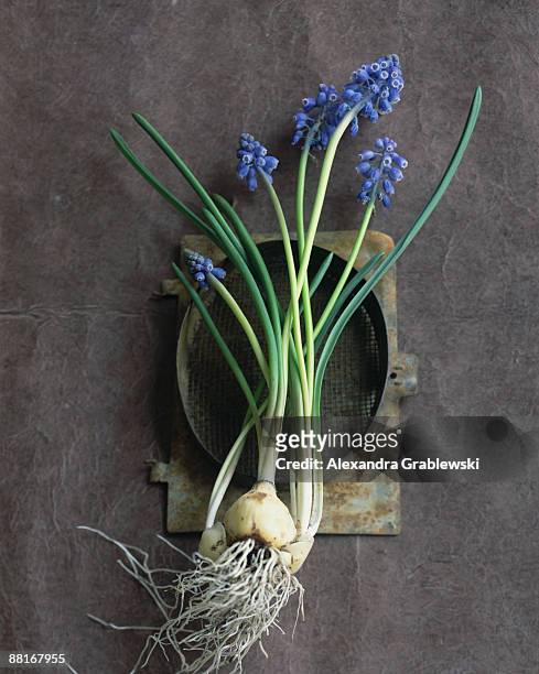 grape hyacinth plant - muscari armeniacum stock pictures, royalty-free photos & images