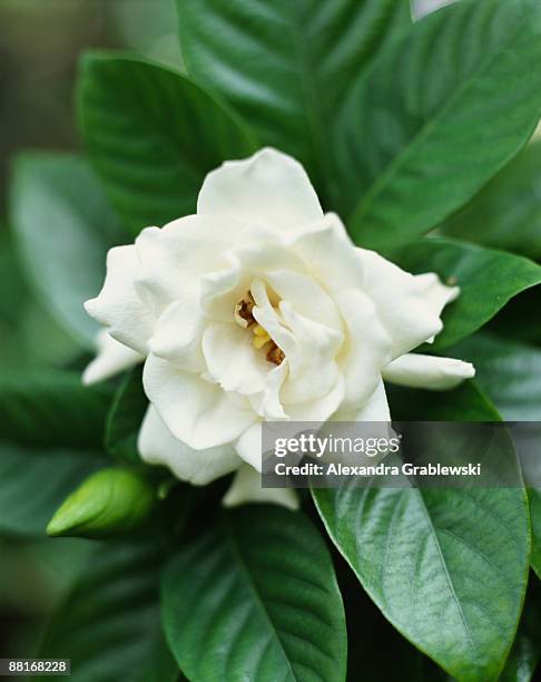 gardenia - gardenia stock pictures, royalty-free photos & images