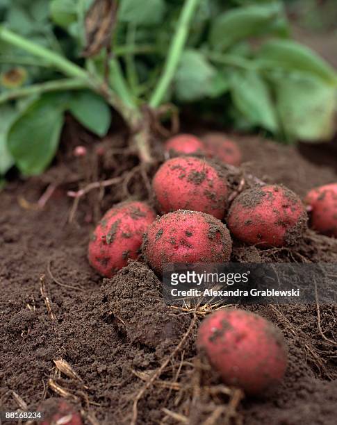 new potatoes in garden - raw new potato stock pictures, royalty-free photos & images