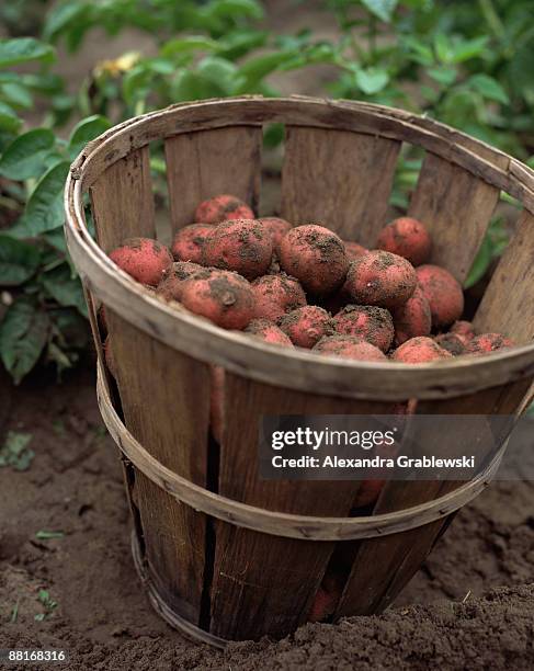 bushel of potatoes in garden - raw new potato stock pictures, royalty-free photos & images