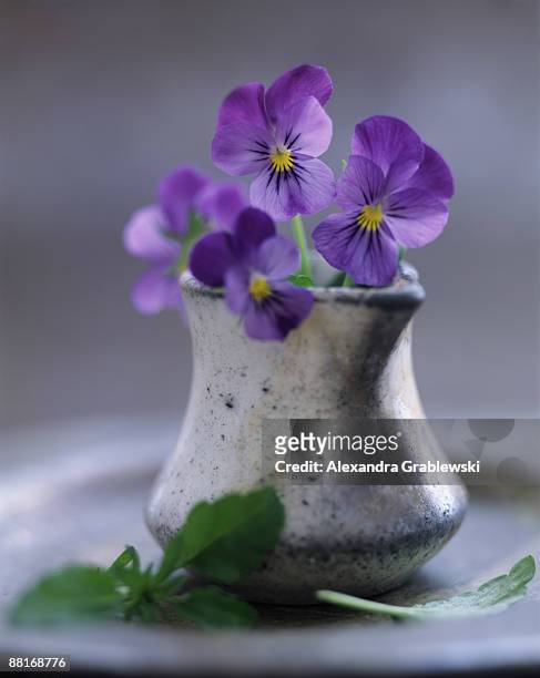 pansies in pewter cup - violales stock pictures, royalty-free photos & images