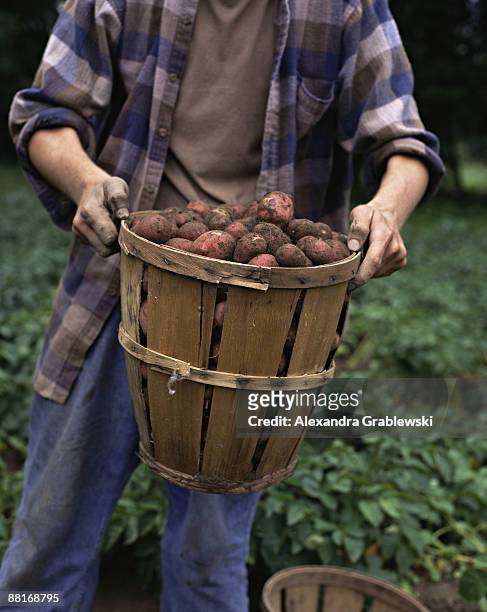 man holding bushel of new potatoes - raw new potato stock pictures, royalty-free photos & images