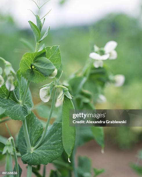 snow peas on a vine - green pea stock pictures, royalty-free photos & images