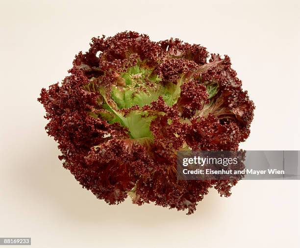 Lollo Rouge 275 Lollo Rosso Lettuce Stock Photos, High-Res Pictures, and Images ...