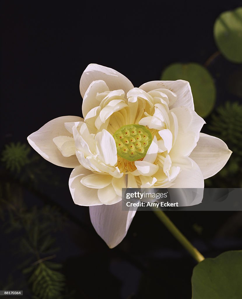 Close-up of white lotus blossom