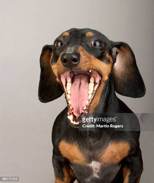 portrait of yawning dachshund - animal teeth stock pictures, royalty-free photos & images