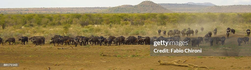 Herd of buffalo on savanna