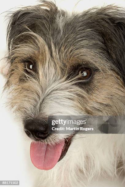 portrait of norfolk terrier - norfolk terrier stock-fotos und bilder