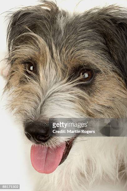 portrait of norfolk terrier - norfolk terrier - fotografias e filmes do acervo