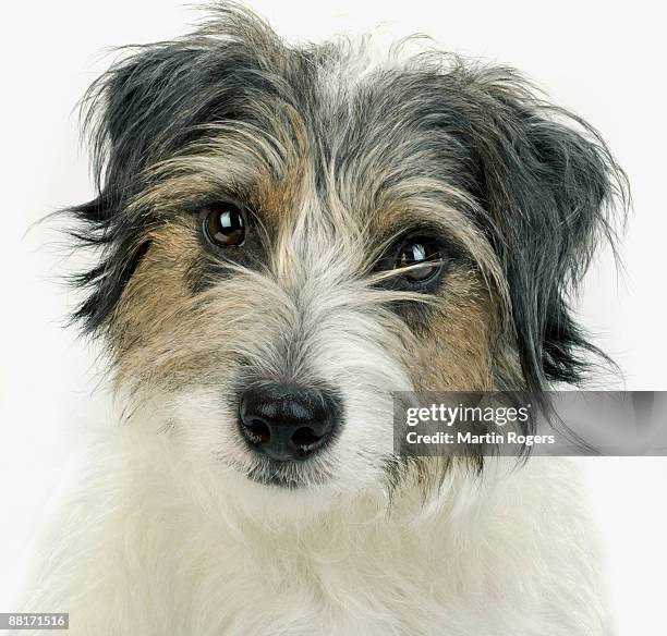 portrait of norfolk terrier - norfolk terrier stock-fotos und bilder