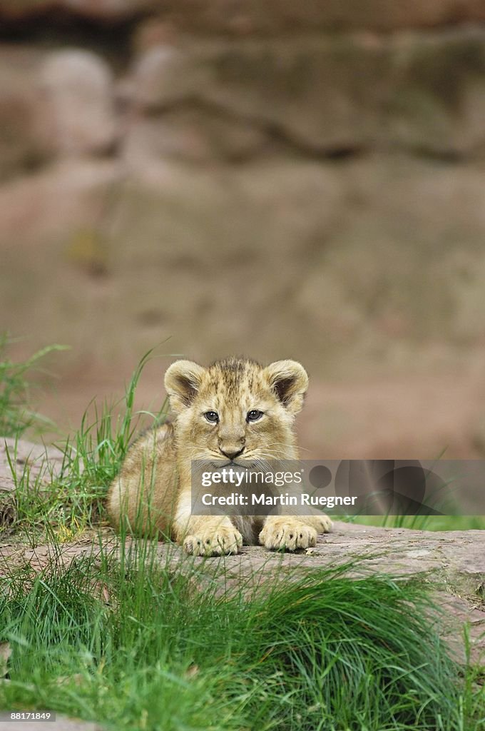 Portrait of a lion cub