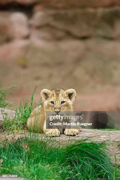 portrait of a lion cub - lion cub stock pictures, royalty-free photos & images