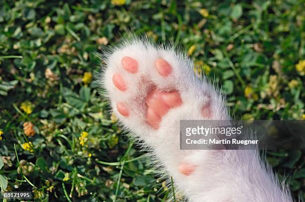 kitten paw - animal foot ストックフォトと画像