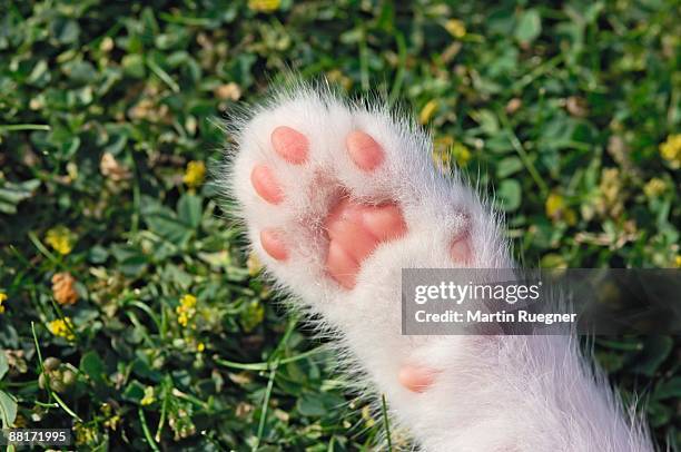 kitten paw - kitten stockfoto's en -beelden