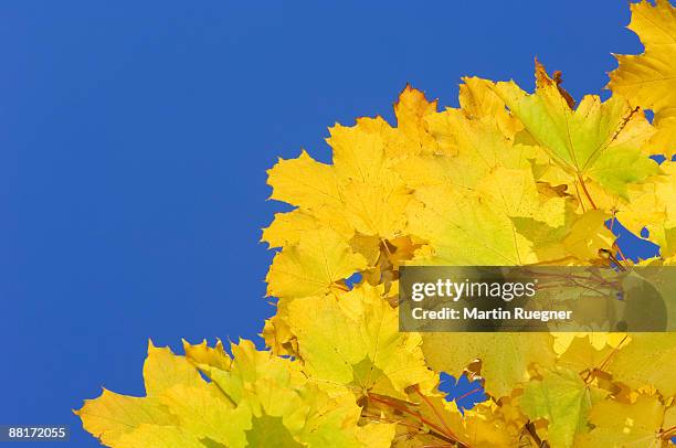 maple leaves in autumn - acer platanoides stock-fotos und bilder