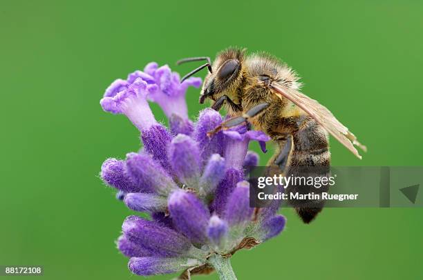 honey bee on lavender flower - biene stock-fotos und bilder